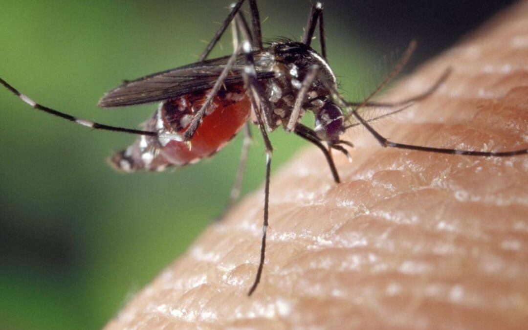 Can mosquitoes get through screens